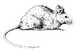 Rodent